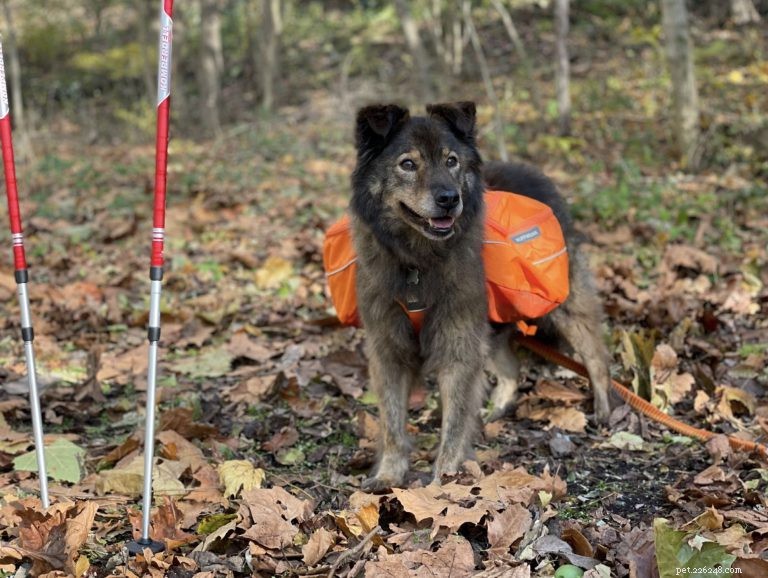 Hiking with Your Dog: A Practical Guide to Trail Adventures
