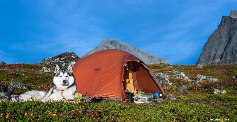 Dog-Friendly Camping: A Comprehensive Guide for Safe & Enjoyable Outdoor Adventures