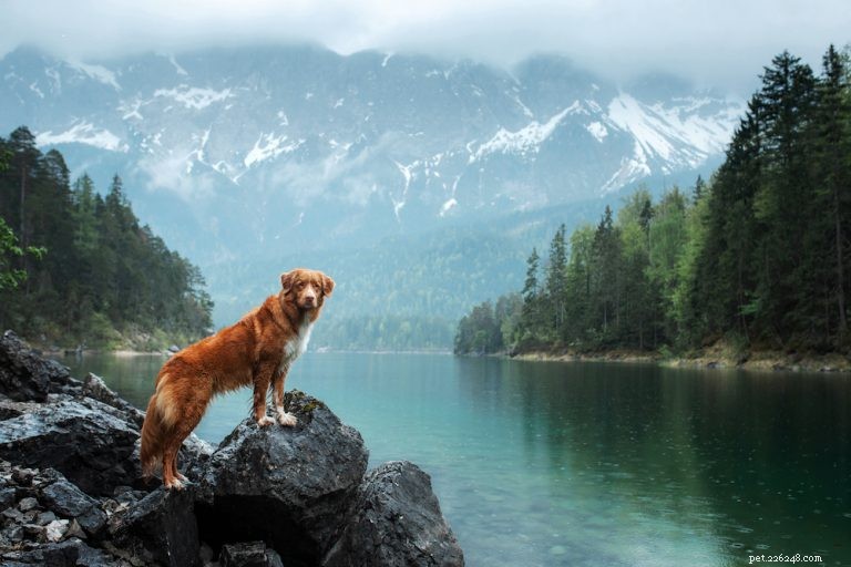 Traveling with Your Dog: Must‑Know Tips for Flights, Trains & More