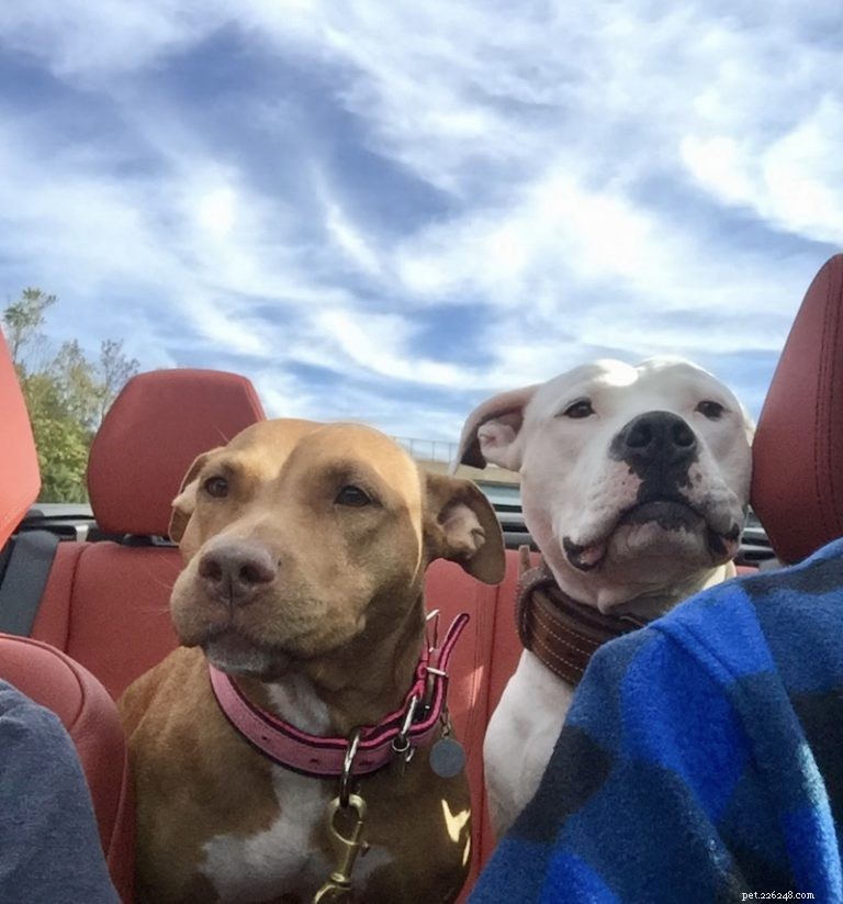 Traveling with Your Dog: Must‑Know Tips for Flights, Trains & More