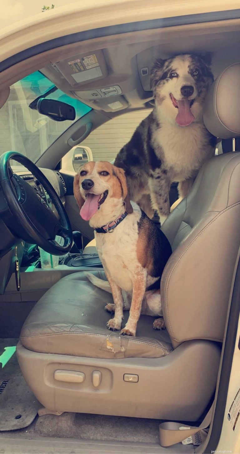 Traveling with Your Dog: Must‑Know Tips for Flights, Trains & More