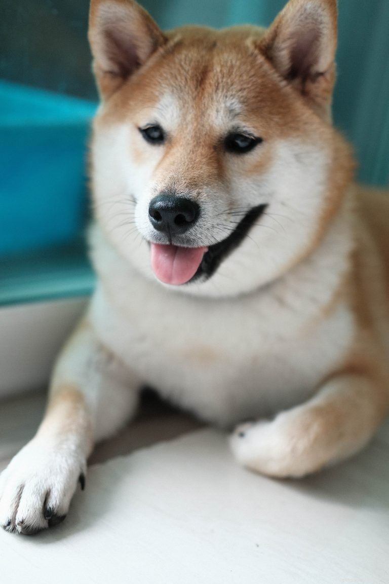 Complete Shiba Inu Care Guide: Personality, History, Nutrition & Health Tips