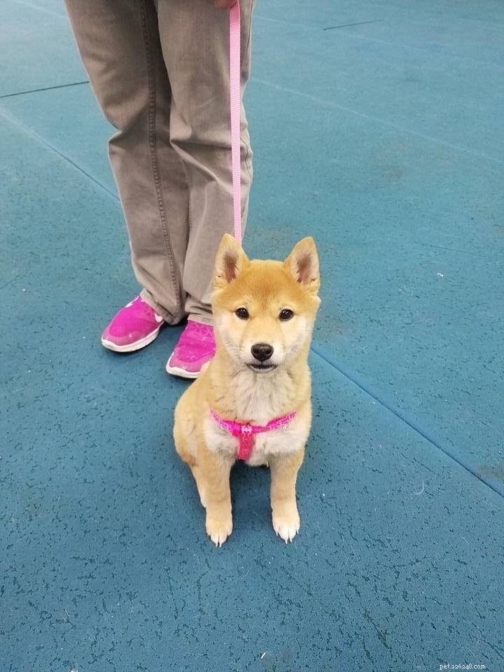 Complete Shiba Inu Care Guide: Personality, History, Nutrition & Health Tips