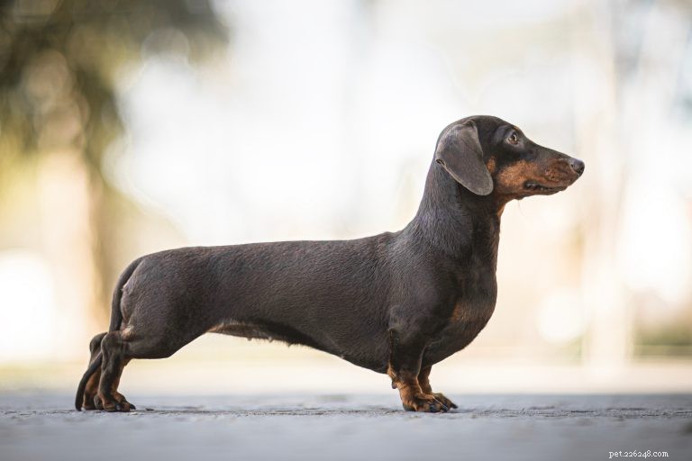 The Complete Dachshund Guide: History, Personality, Nutrition, Training & Care