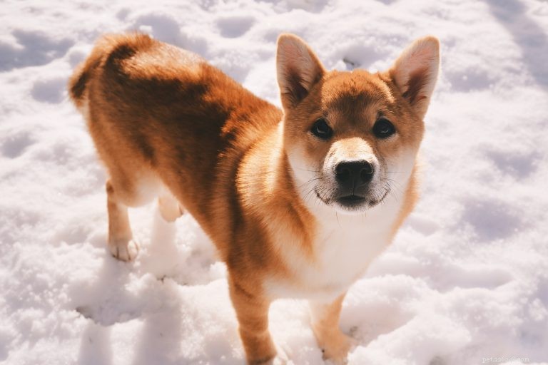 Complete Shiba Inu Care Guide: Personality, History, Nutrition & Health Tips