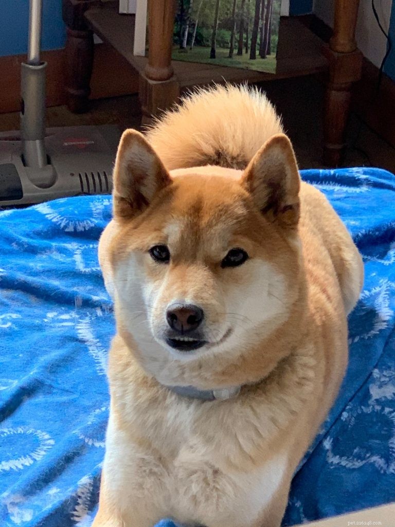 Complete Shiba Inu Care Guide: Personality, History, Nutrition & Health Tips