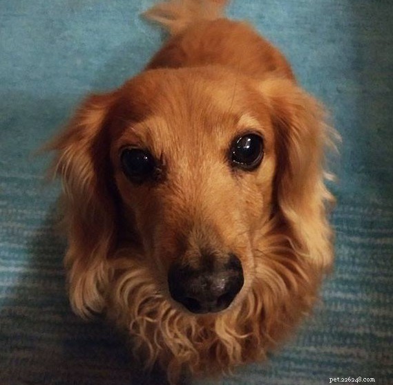 The Complete Dachshund Guide: History, Personality, Nutrition, Training & Care