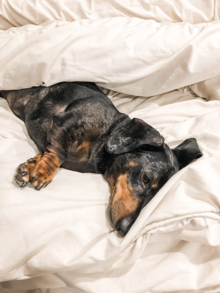 The Complete Dachshund Guide: History, Personality, Nutrition, Training & Care