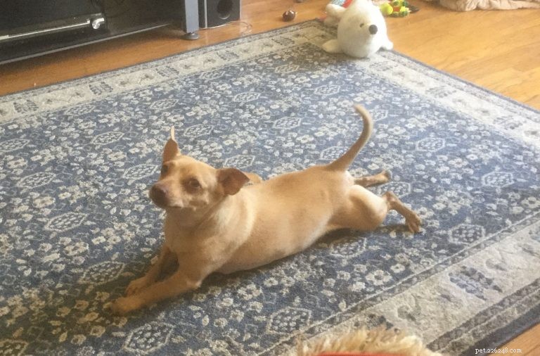 The Complete Dachshund Guide: History, Personality, Nutrition, Training & Care