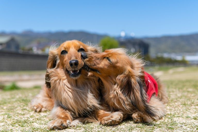 The Complete Dachshund Guide: History, Personality, Nutrition, Training & Care