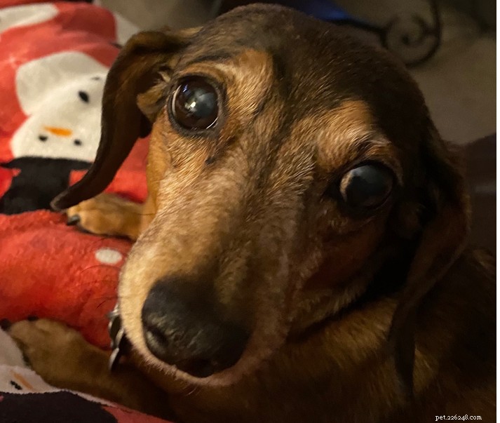 The Complete Dachshund Guide: History, Personality, Nutrition, Training & Care