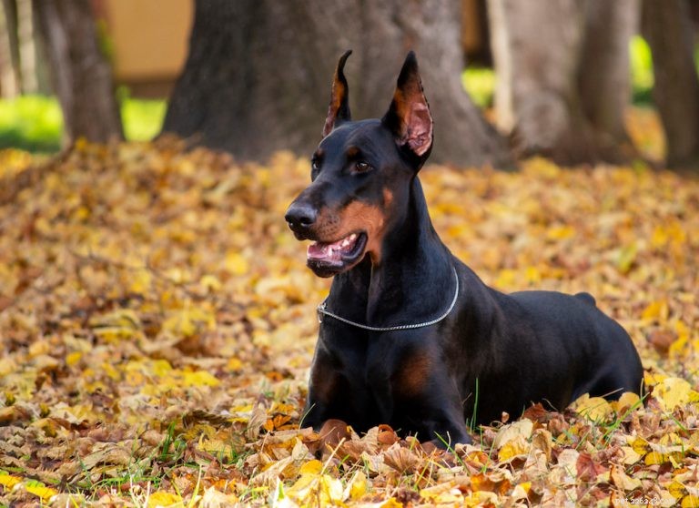 Complete Doberman Pinscher Care Guide: Traits, History, Nutrition & Family Life
