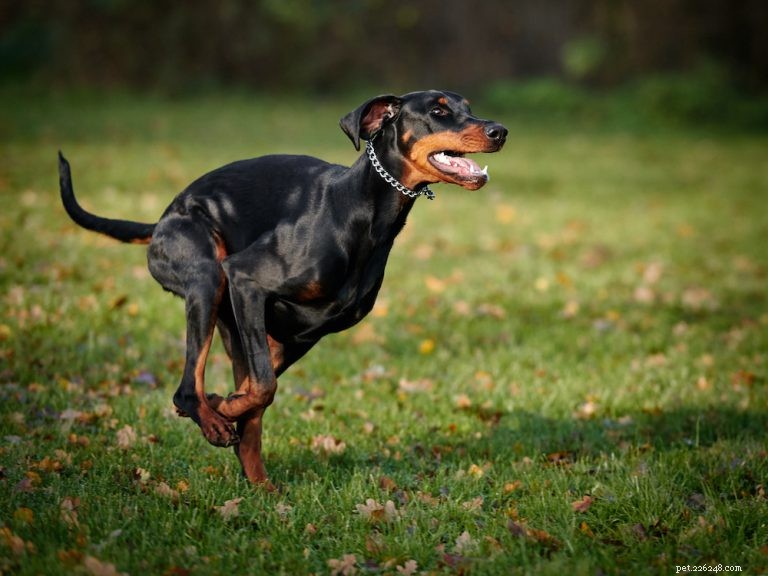 Complete Doberman Pinscher Care Guide: Traits, History, Nutrition & Family Life
