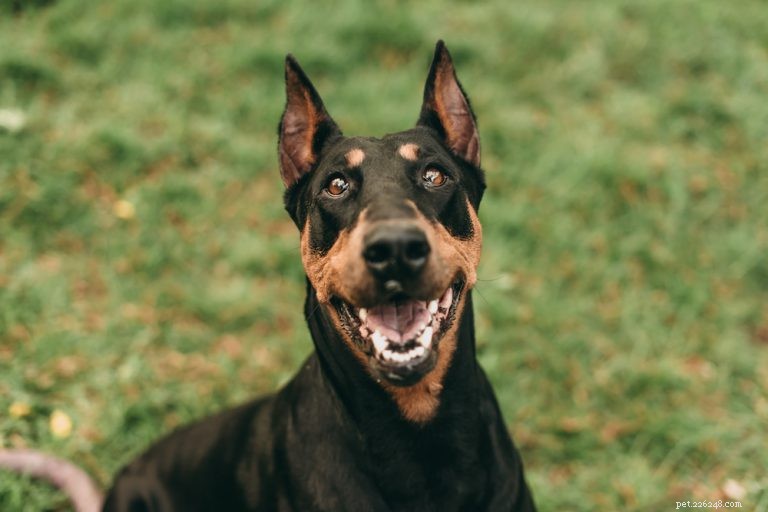 Complete Doberman Pinscher Care Guide: Traits, History, Nutrition & Family Life