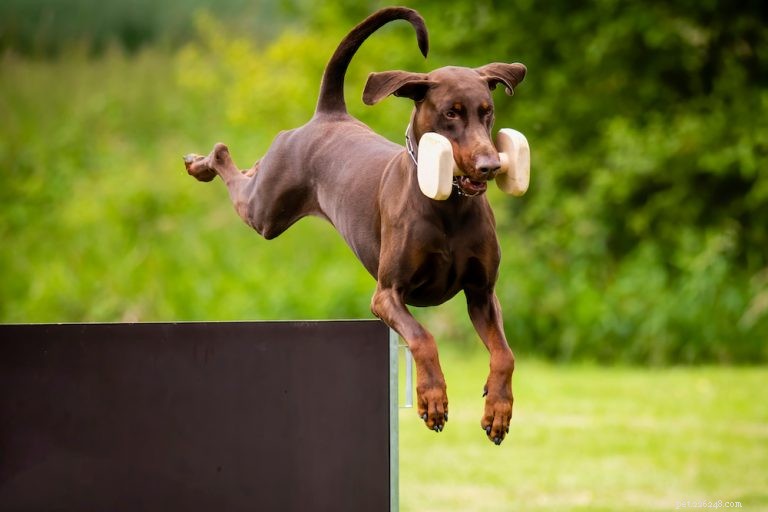 Complete Doberman Pinscher Care Guide: Traits, History, Nutrition & Family Life
