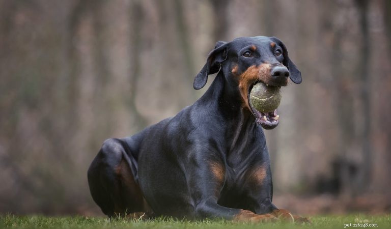 Complete Doberman Pinscher Care Guide: Traits, History, Nutrition & Family Life