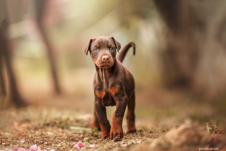 Complete Doberman Pinscher Care Guide: Traits, History, Nutrition & Family Life