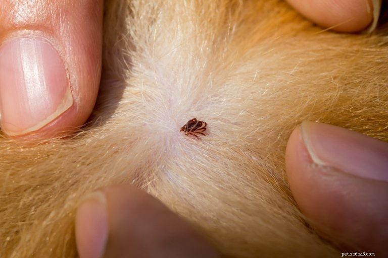 How to Safely Remove Ticks from Your Dog: Expert Tips & Prevention