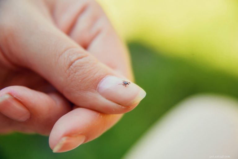 How to Safely Remove Ticks from Your Dog: Expert Tips & Prevention