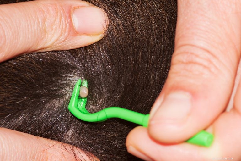 How to Safely Remove Ticks from Your Dog: Expert Tips & Prevention