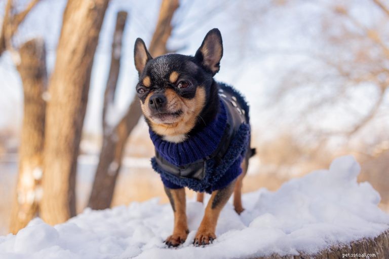 Understanding Why Dogs Shake, Shiver, and Tremble — When to Seek Veterinary Care