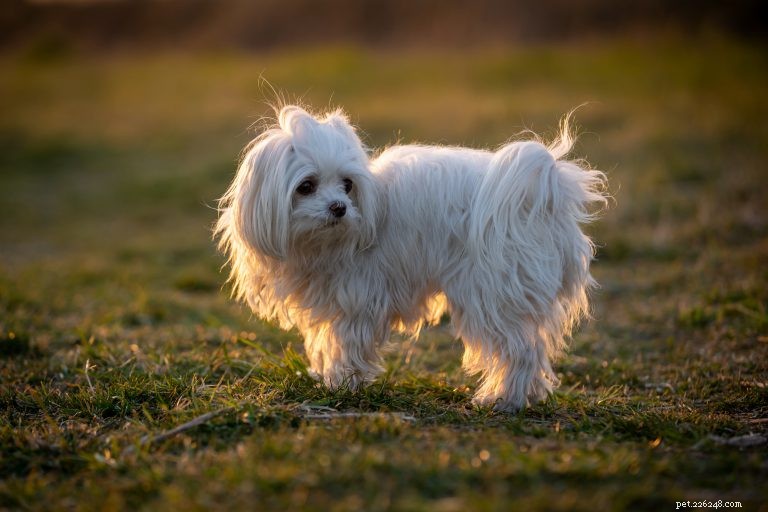 Understanding Why Dogs Shake, Shiver, and Tremble — When to Seek Veterinary Care