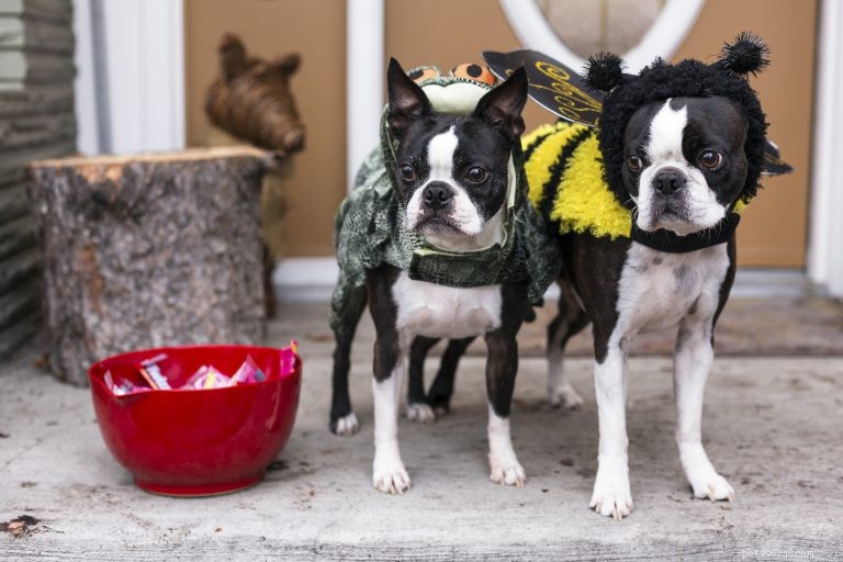 Is Halloween Candy Safe for Dogs? A Comprehensive Guide