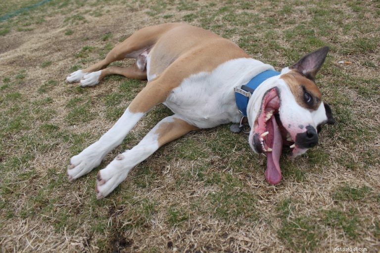 Expert Guide: How to Keep Your Dog Properly Hydrated