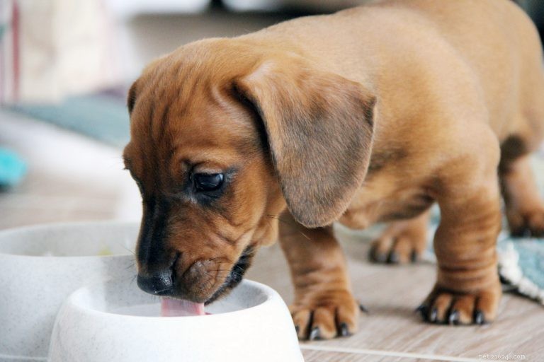 Expert Guide: How to Keep Your Dog Properly Hydrated