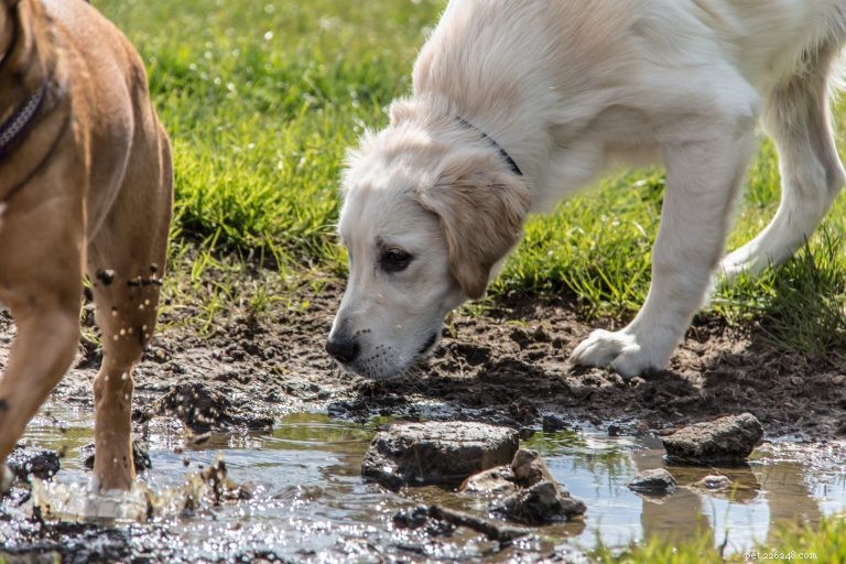 Protect Your Dog: Key Facts About Leptospirosis and Prevention
