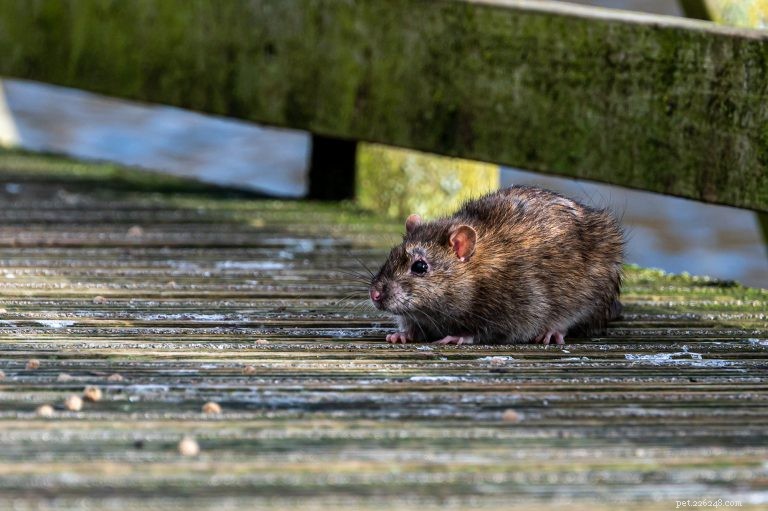 Protect Your Dog: Key Facts About Leptospirosis and Prevention