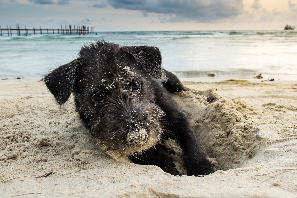 Why Dogs Dig: Understanding the Behavior and Practical Solutions