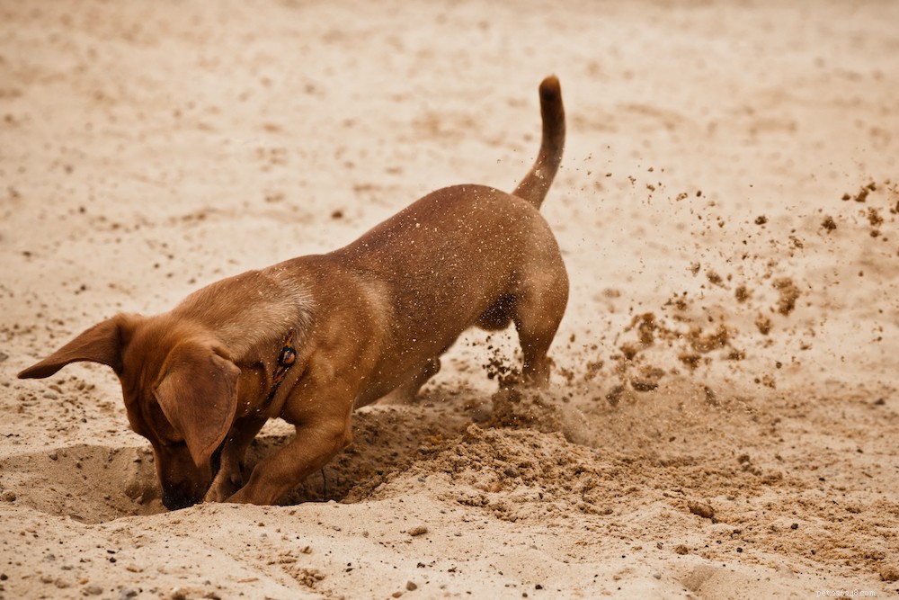 Why Dogs Dig: Understanding the Behavior and Practical Solutions