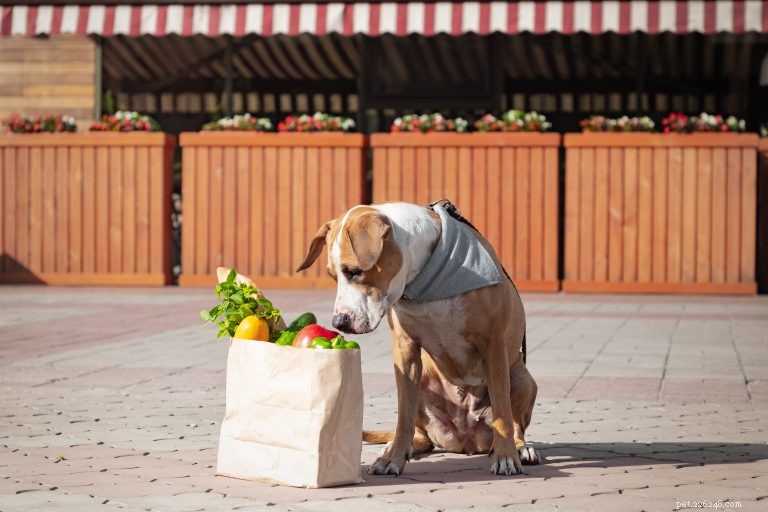 New Year, New Dog: 5 Easy Tweaks for a Healthier 2022