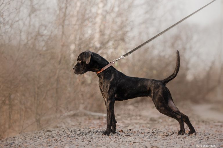 Mastering Dog Weight Management: Why Accurate Portions Matter