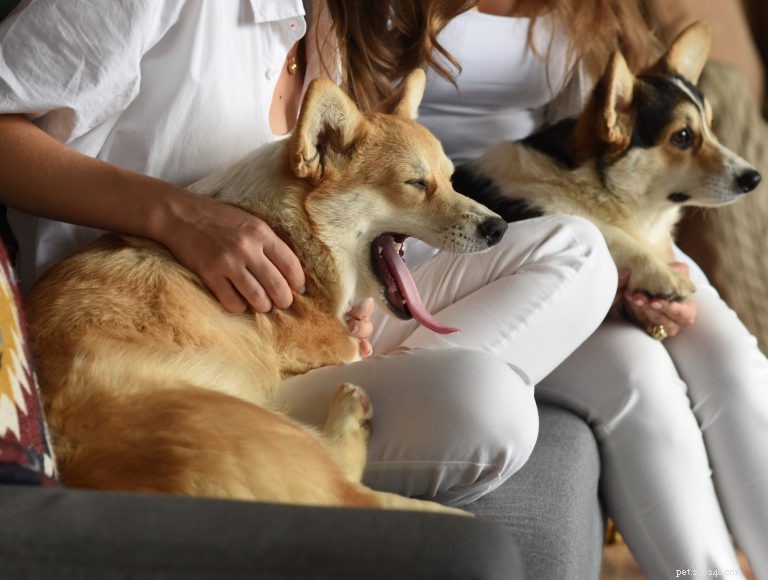What Causes Your Dog to Yawn? Insights into Canine Yawning Behaviors