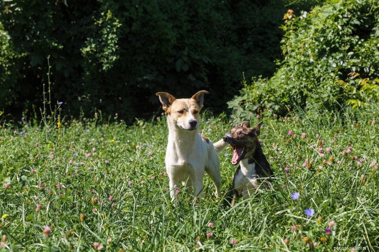 What Causes Your Dog to Yawn? Insights into Canine Yawning Behaviors