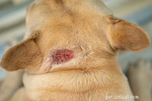Understanding and Treating Dog Hot Spots: Causes, Care, and Prevention