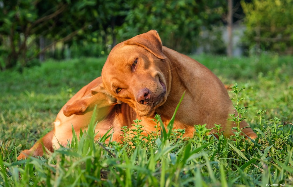 Understanding and Treating Dog Hot Spots: Causes, Care, and Prevention