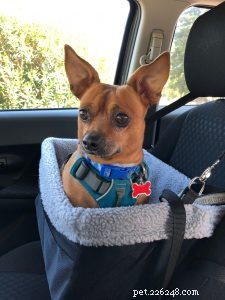 Preventing and Treating Canine Carsickness: Essential Tips for Stress-Free Road Trips