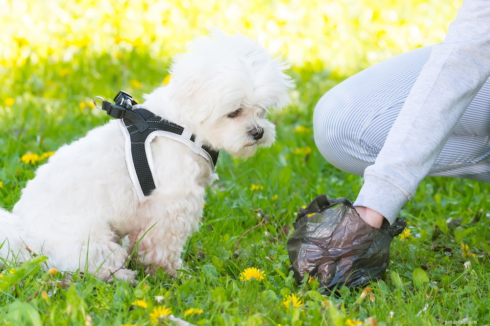 Understanding and Preventing Your Dog s Coprophagia: Expert Tips to Stop Poop Eating