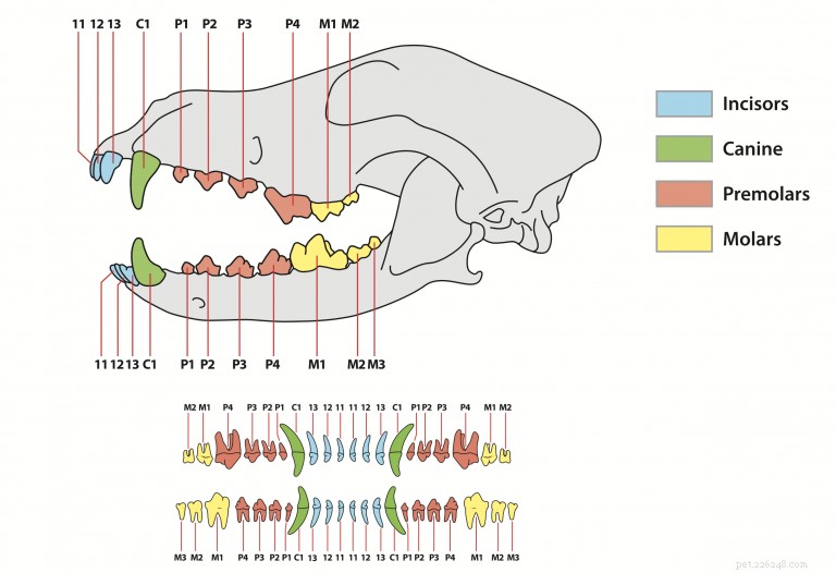 How Many Teeth Does a Dog Have? Understanding Your Dog’s Dental Anatomy