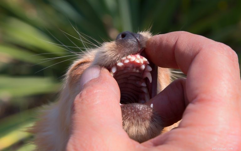 How Many Teeth Does a Dog Have? Understanding Your Dog’s Dental Anatomy