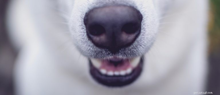 How Many Teeth Does a Dog Have? Understanding Your Dog’s Dental Anatomy