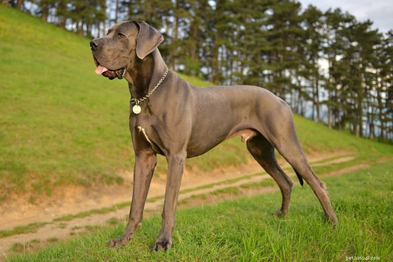 Your Ultimate Great Dane Guide: History, Care, Training & Nutrition
