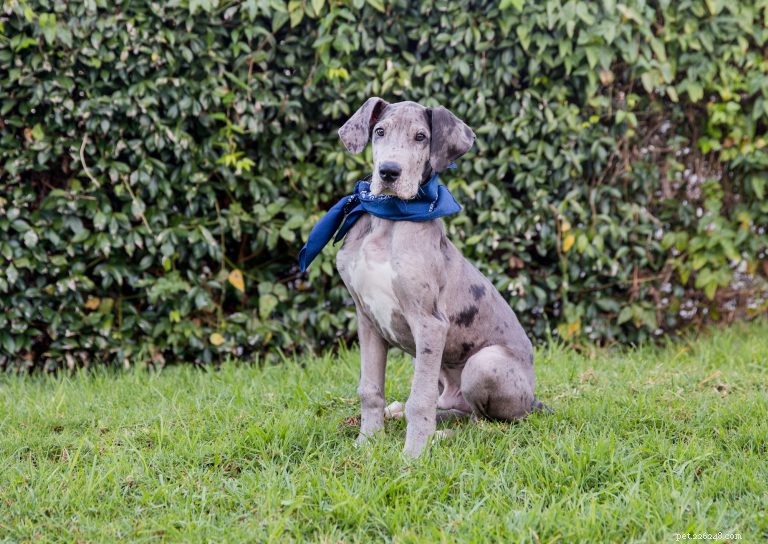 Your Ultimate Great Dane Guide: History, Care, Training & Nutrition