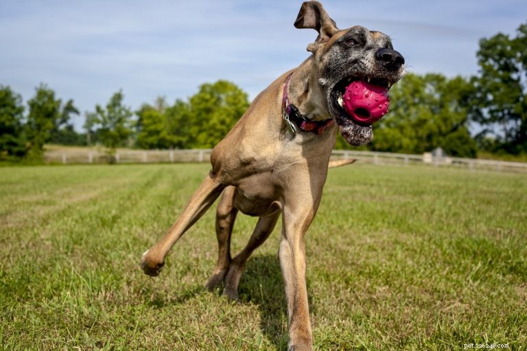 Your Ultimate Great Dane Guide: History, Care, Training & Nutrition