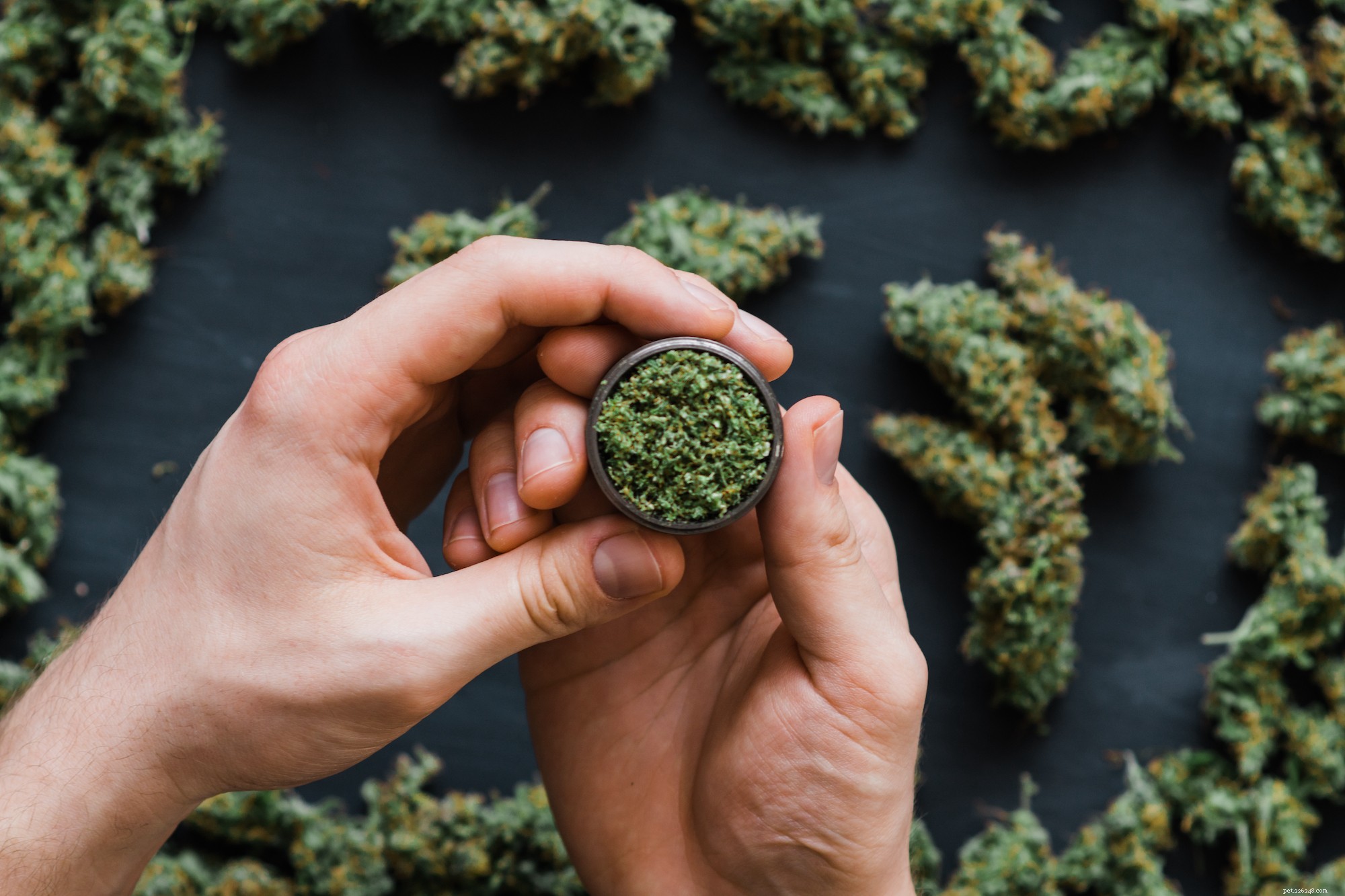 Is Marijuana Safe for Dogs? Understanding the Risks and Signs of Toxicity