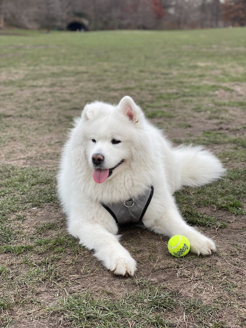 The Power of Dogs: Proven Ways a Canine Companion Enhances Your Life