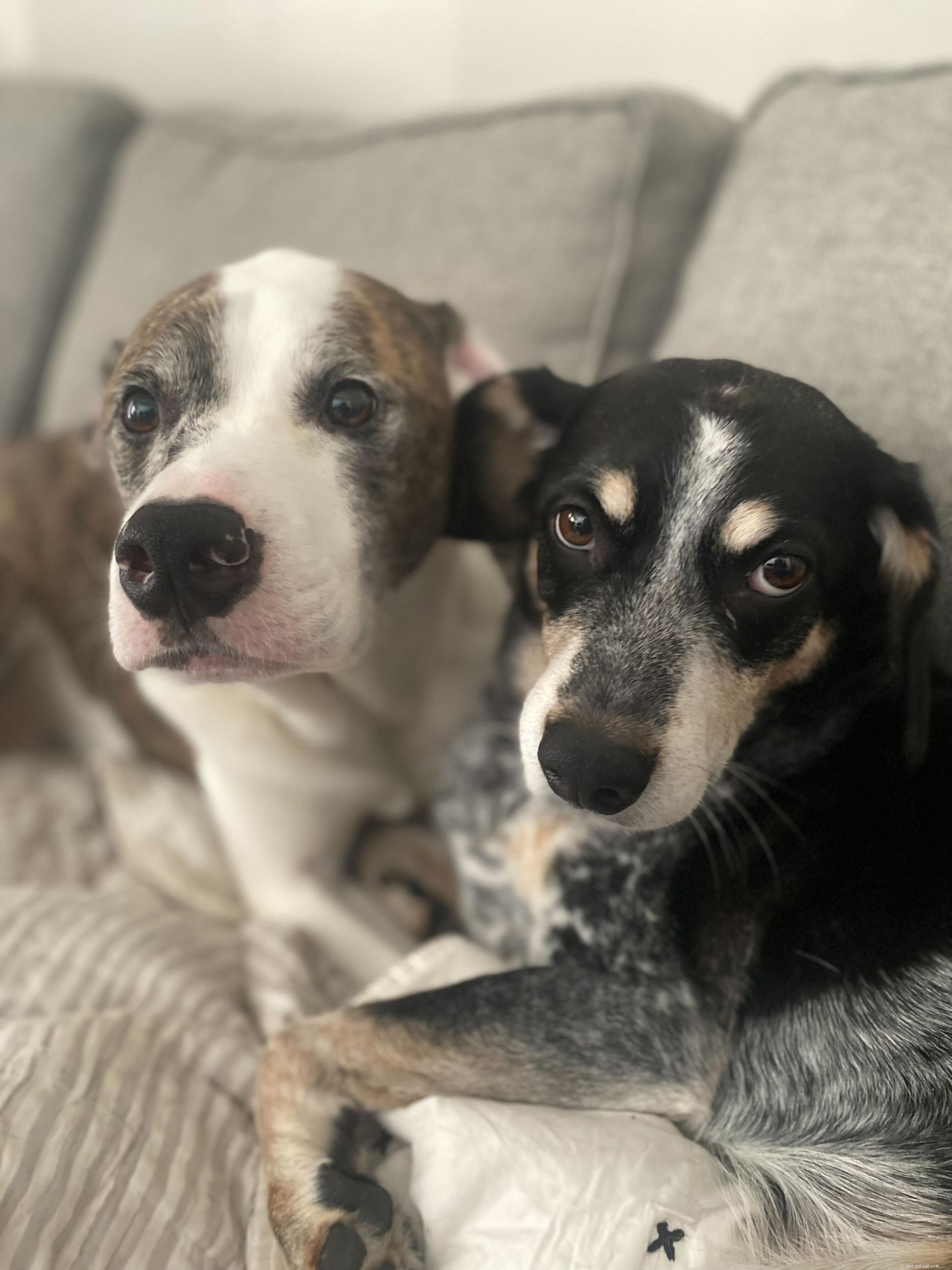 The Power of Dogs: Proven Ways a Canine Companion Enhances Your Life